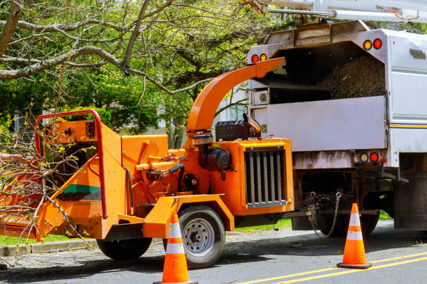 Why Choose Our Tree Removal Services in Sand Point, AK?