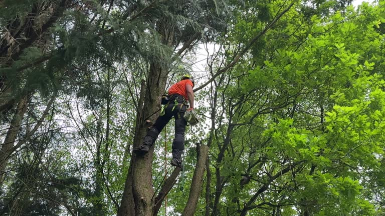 Reliable Sand Point, AK Tree Services Solutions